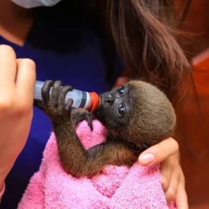 Volunteer feeding a baby monkey
