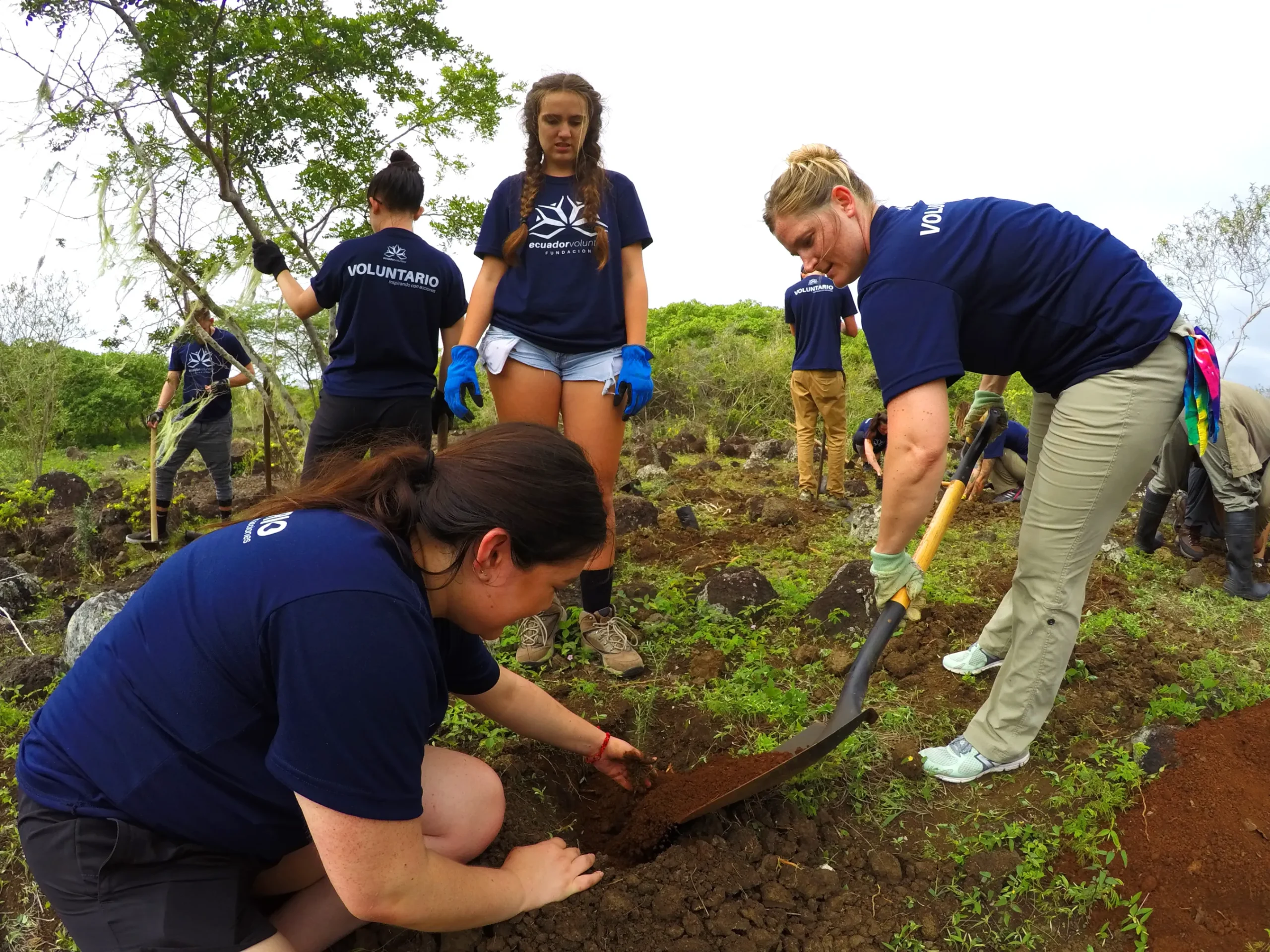 volunteer-restoring-the-galapagos-habitat-1