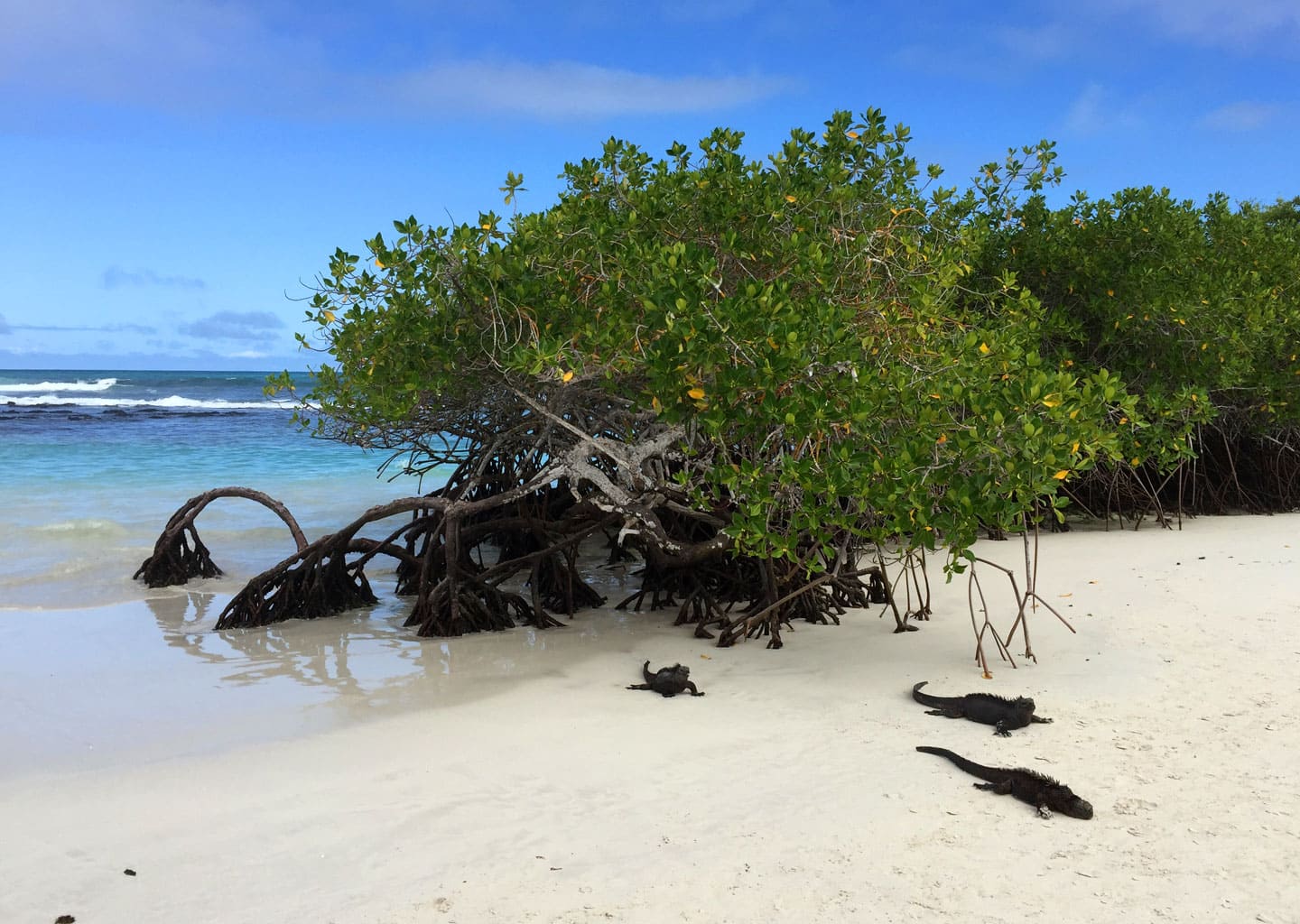 Galapagos mangrove with marine iguanas.