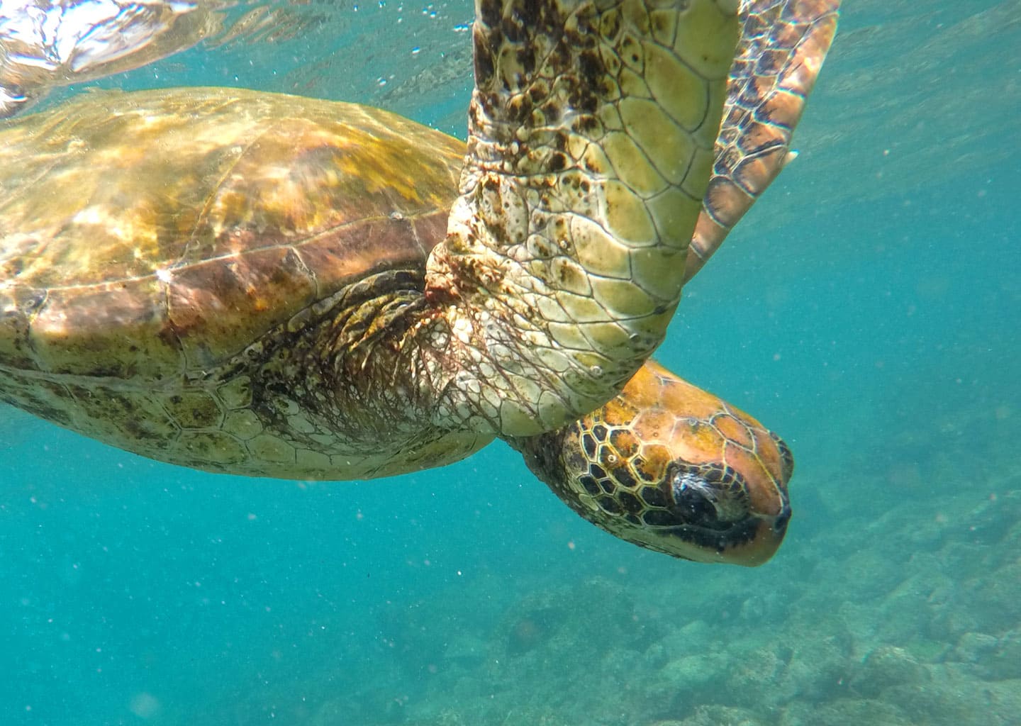 Amazing view of a sea turtle under water in the Galapagos Islands.
