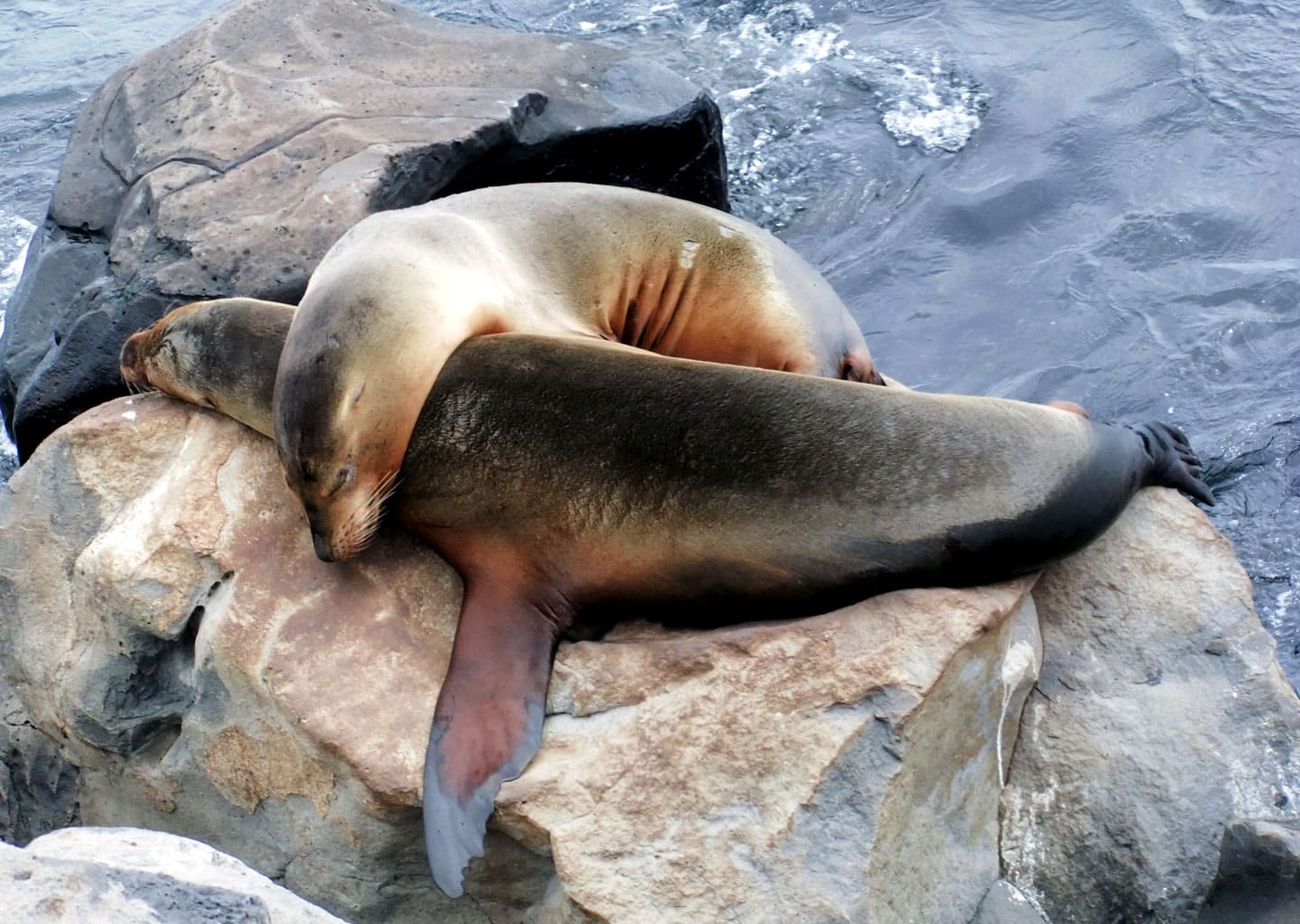 Sea lions resting on the rocks.