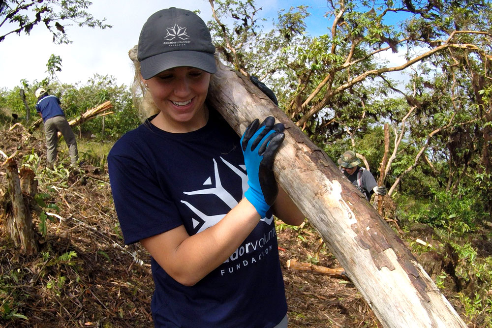 A volunteer carrying a log of guaba, an invasive plant in the Galapagos.