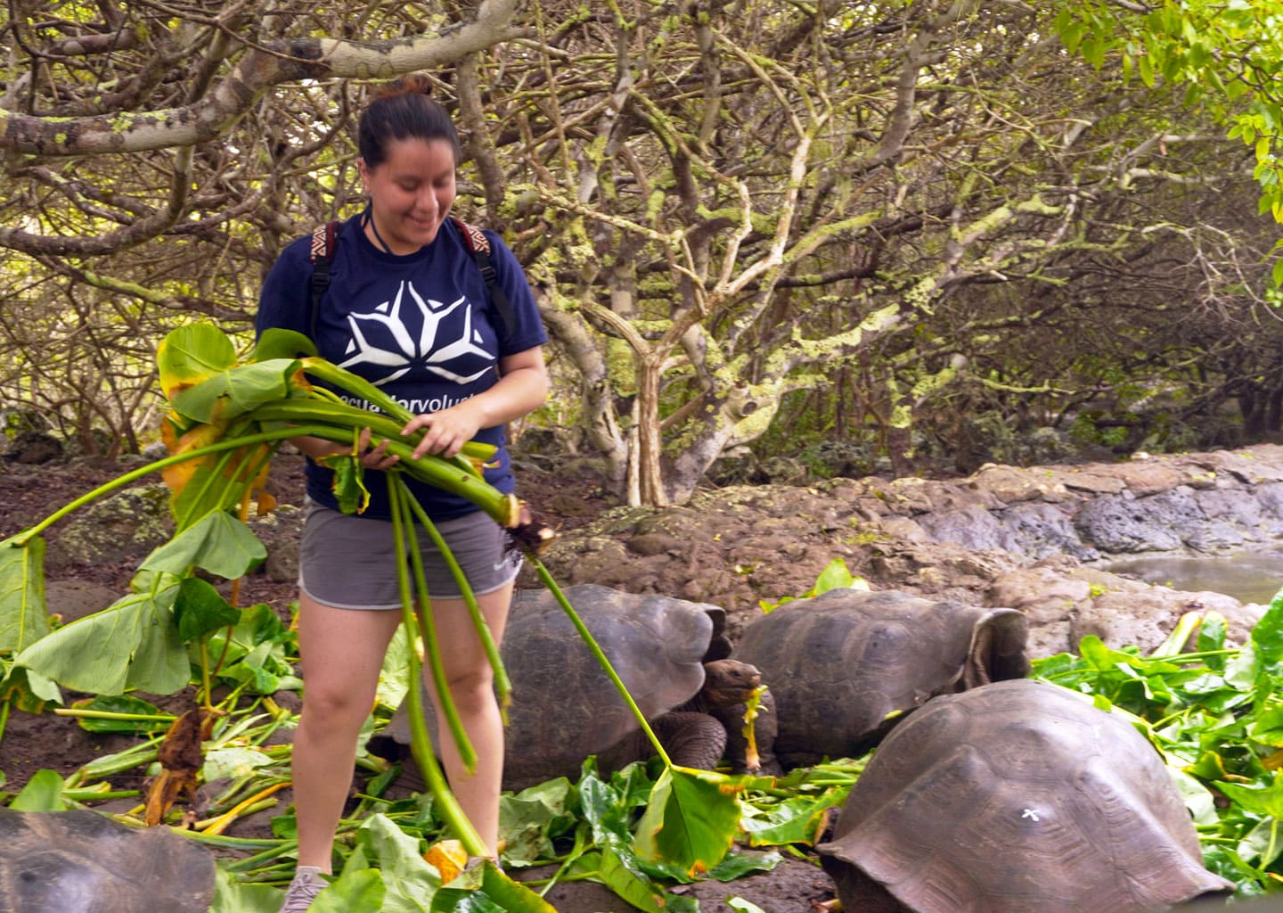 Stephanie feeding giant tortoise at the breeding center.