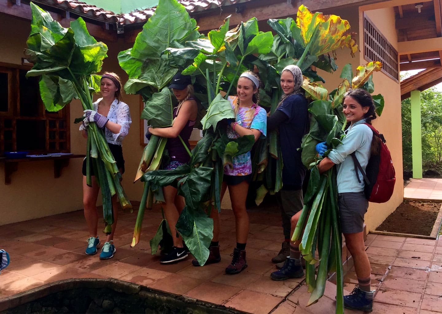 Volunteers loading Otoy plants to feed the tortoises.