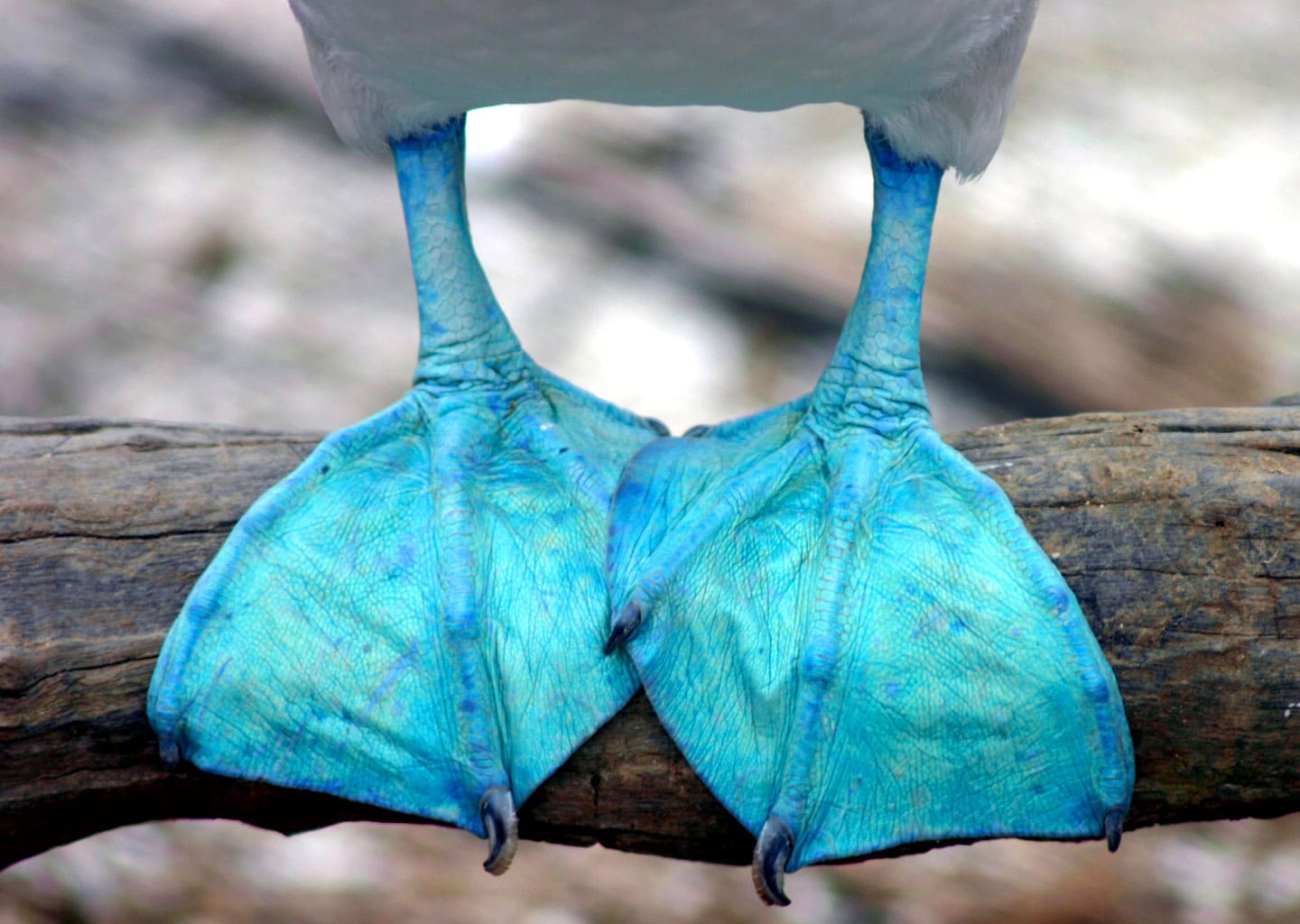 Close-up of blue-footed booby feet.