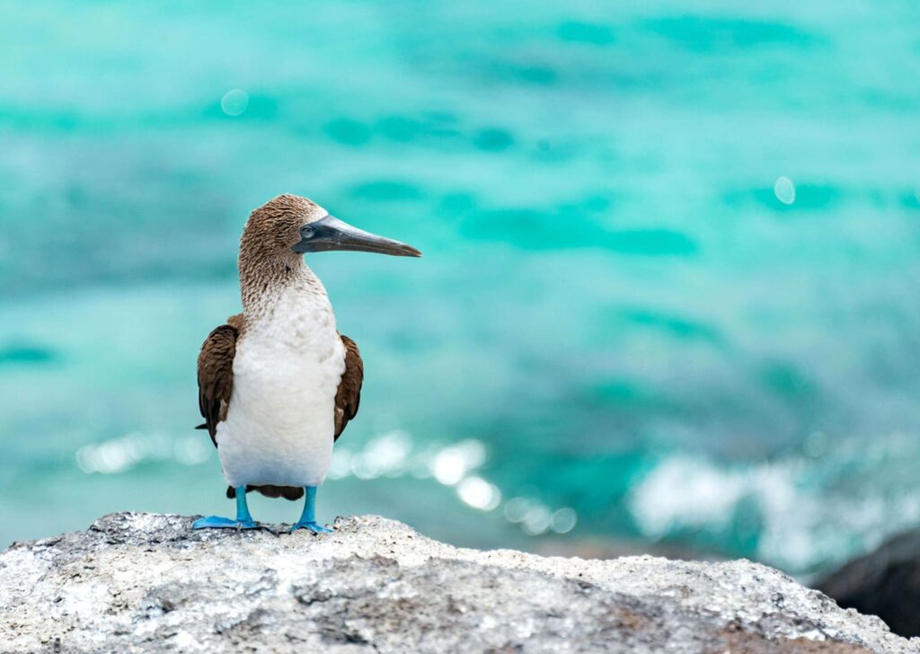 Blu-footed bubbie in front of the sea.