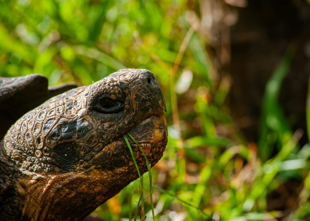 Giant tortoise head.