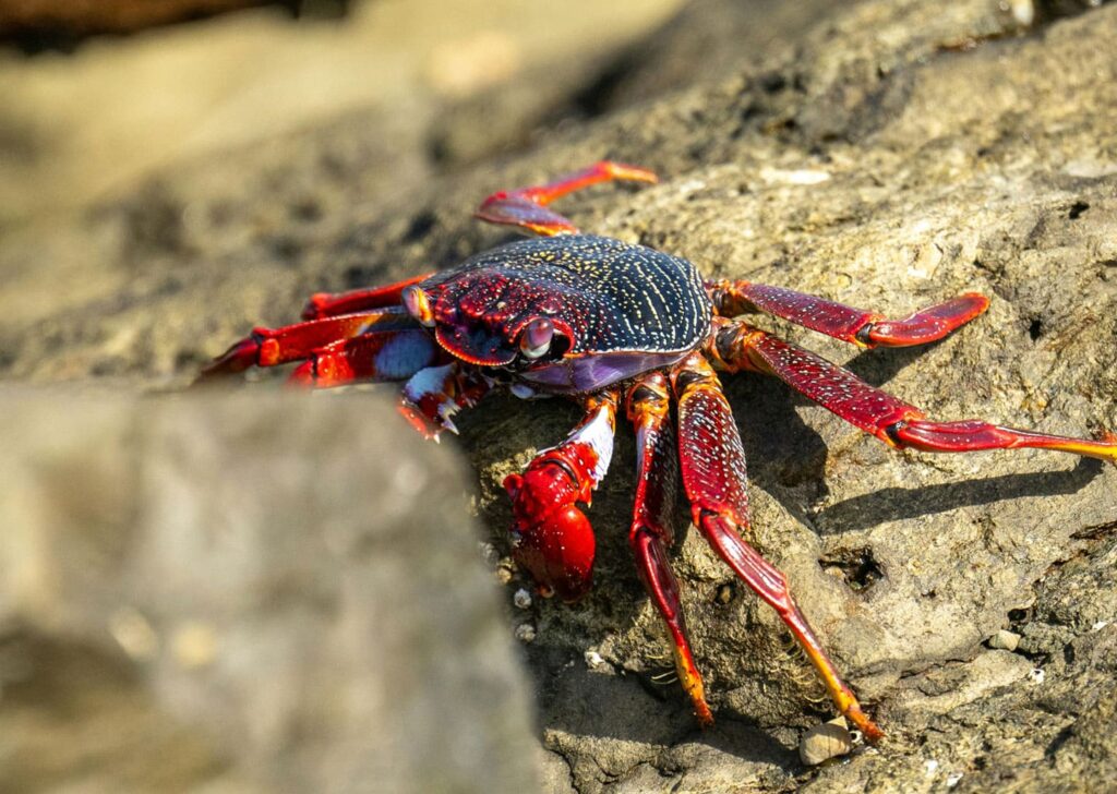 Galapagos crab in the volcanic rocks.