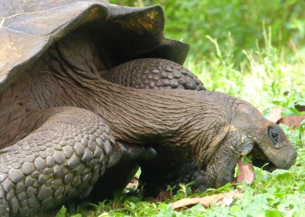 Galapagos giant tortoise feeding