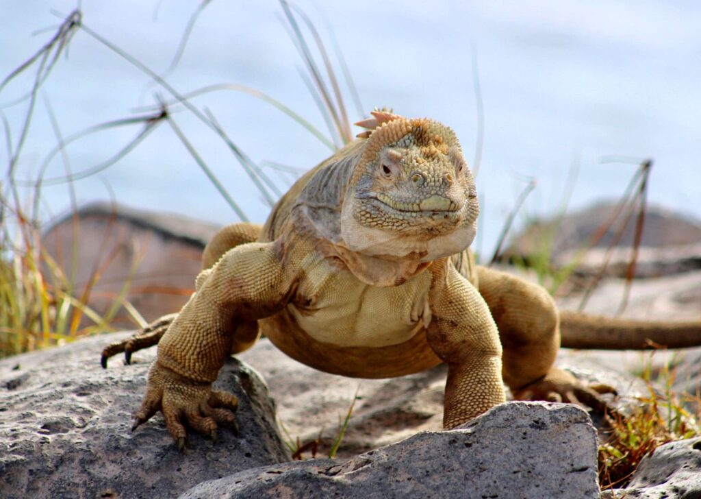 Land Iguana standing on a volcanic rock.