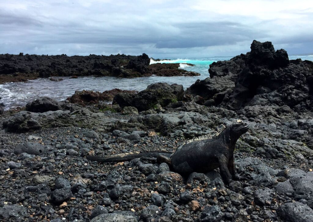 Marine iguana on the volcanic rocks