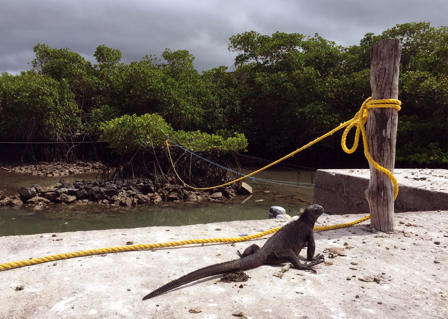 Marine iguana in the dock.