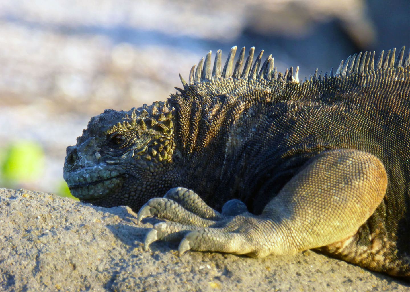 Marine inguana in the Galapagos Islands.
