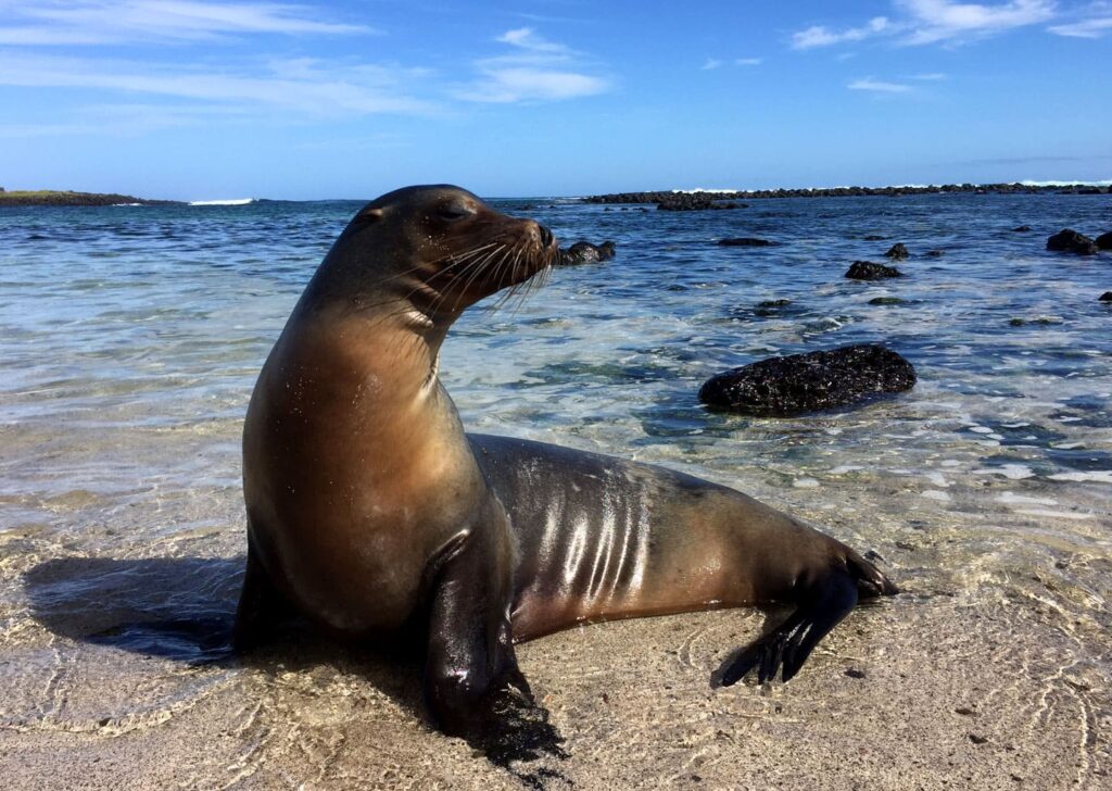 Sea lion resting on the seashore in Galapagos.