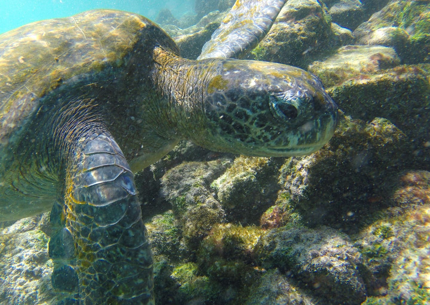 Sea turtle eating seaweed on the marine rocks.