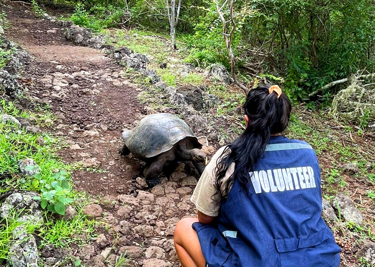 Volunteer feeding a giant tortoise.