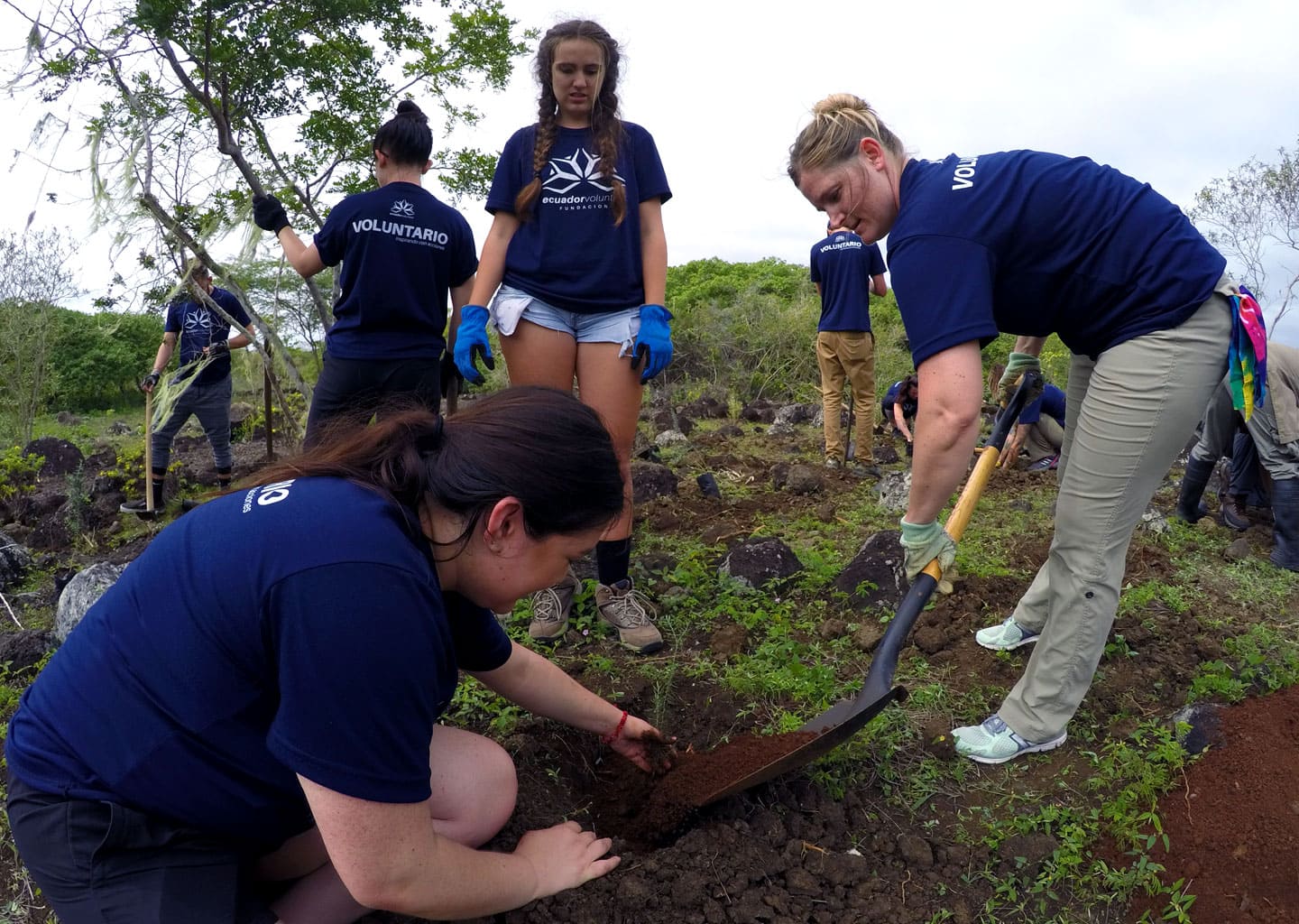 Groups of volunteer digging to plant endemic species in Galapagos.