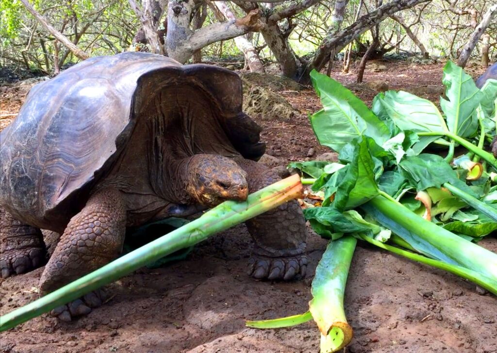 Galapagos giant tortoise eating green leaves and stems in its natural habitat