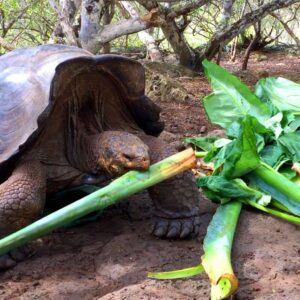 Galapagos giant tortoise eating green leaves and stems in its natural habitat
