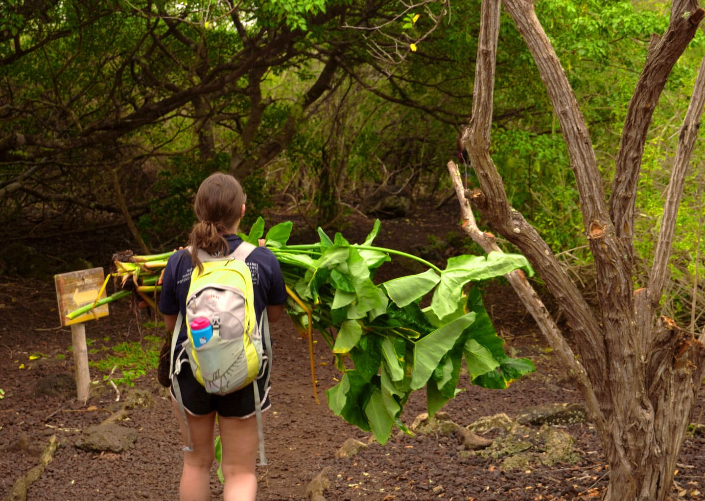 Teen volunteer in Galapagos carrying a bunch of native plants to assist feeding tortoise.