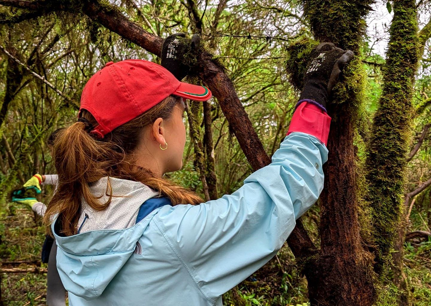Teen volunteer in Galapagos removing moss, an invasive species, from a native tree for its rescue and conservation.