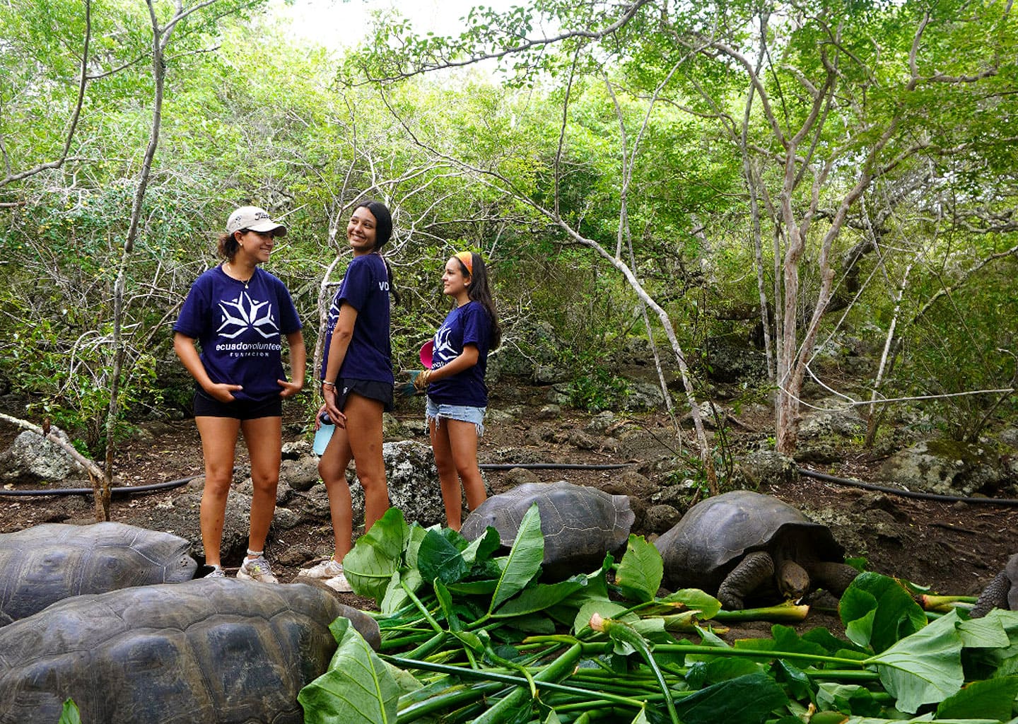 Three happy foundation volunteers feeding giant tortoises with green leaves. The scene highlights the unique interaction with the iconic fauna of Galapagos.