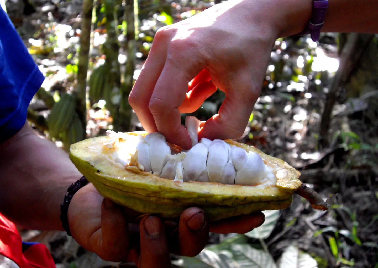 Teen discovering fresh cacao during cultural experience in Amazon camp Ecuador