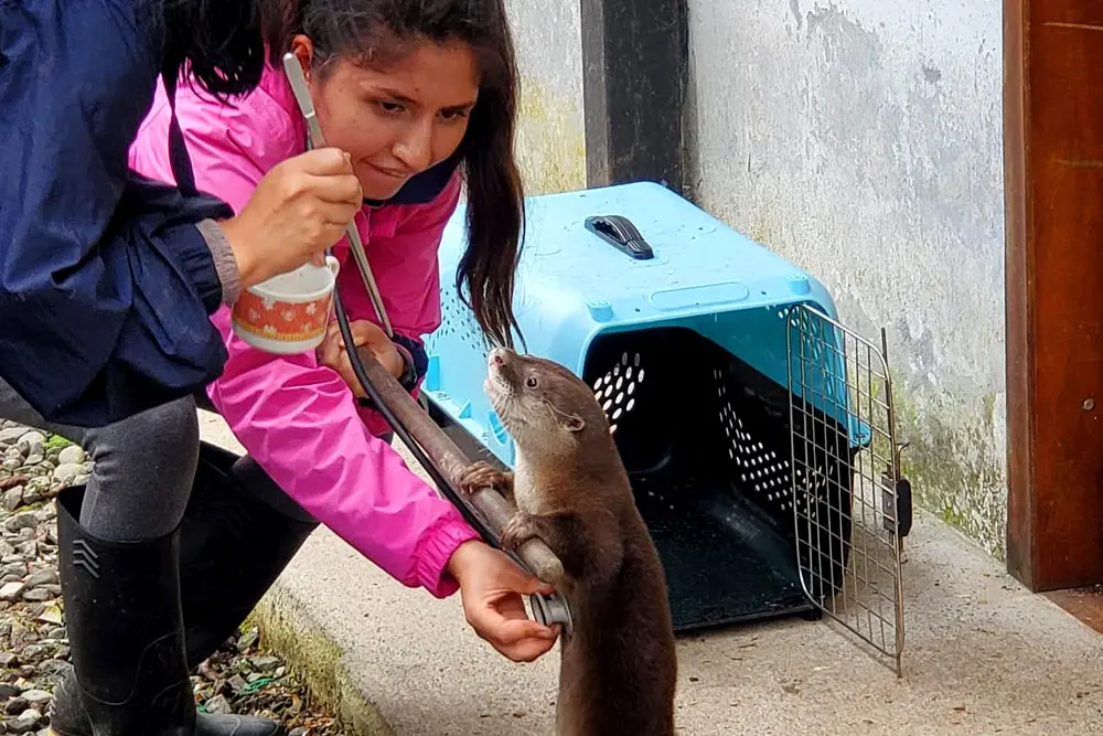 Teen participating in rescued otter rehabilitation during conservation camp in Ecuador