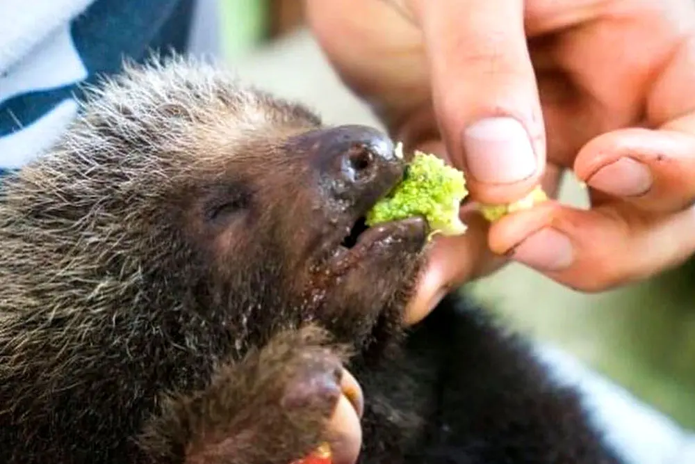 Teen feeding rescued baby porcupine during leadership camp in Ecuador