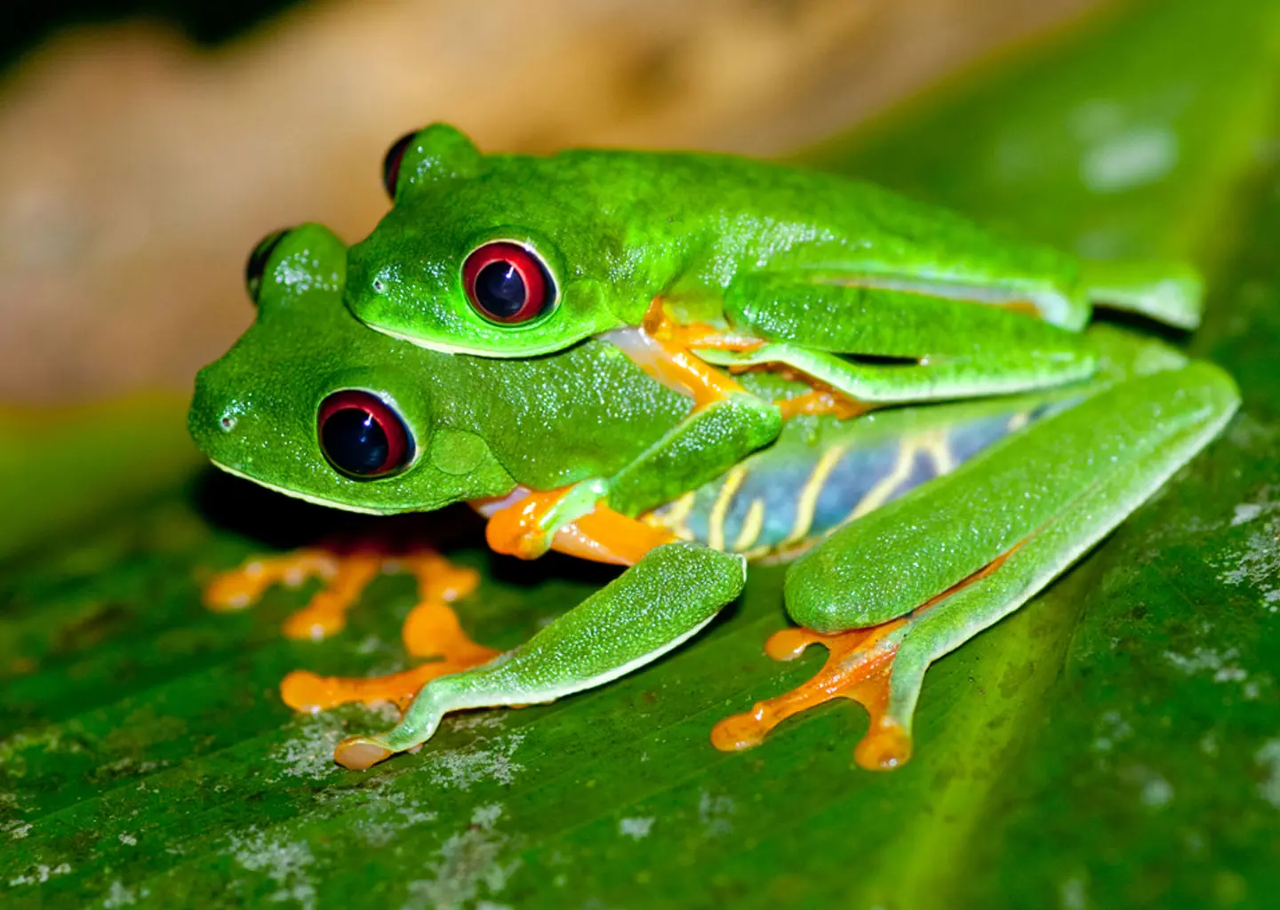 Tree frogs in the Amazon rainforest during teen camp experience in Ecuador