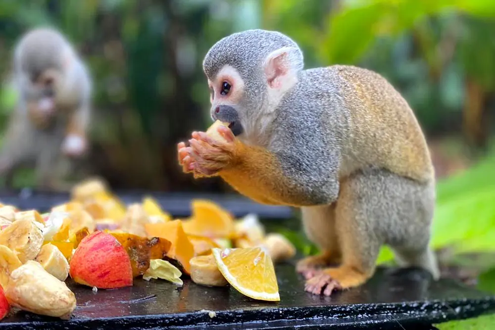 Squirrel monkey in conservation center during teen camp in Ecuador