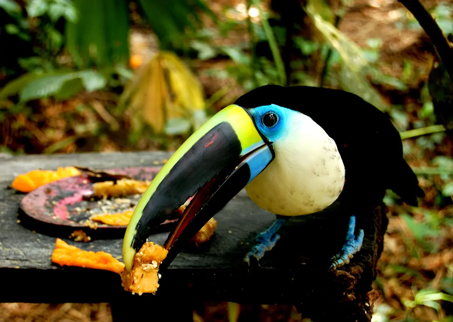 Teen camp participant observing a colorful toucan eating fruit in the Ecuadorian Amazon rainforest wildlife rescue center