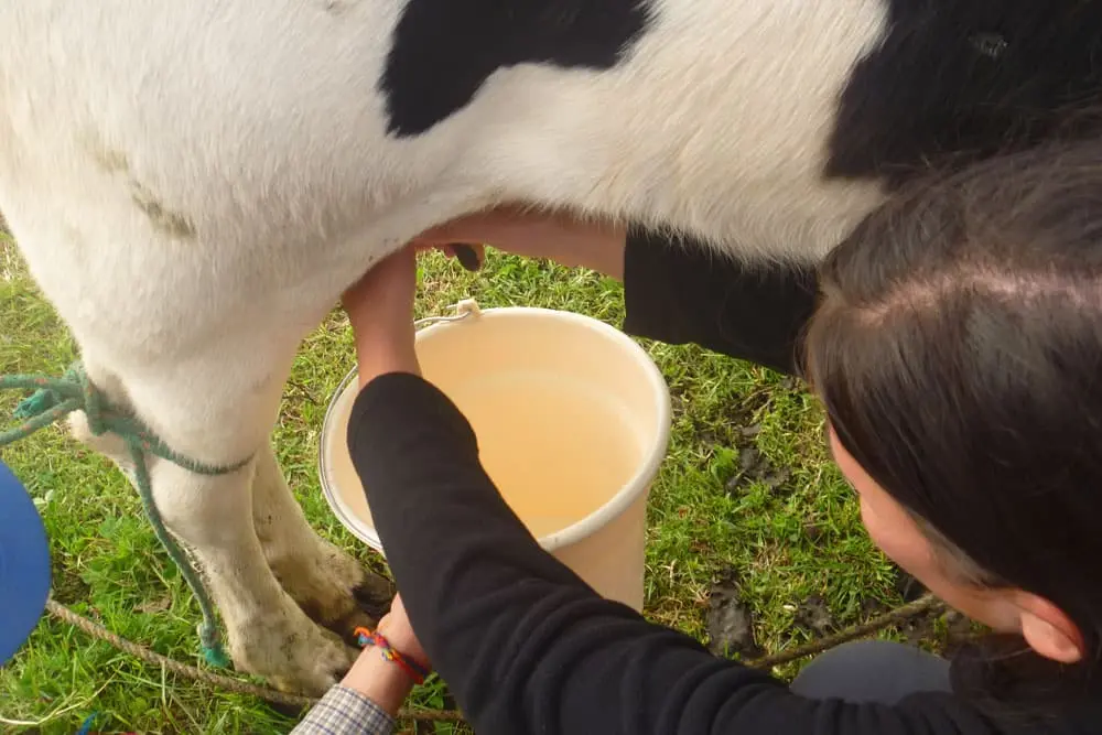Teen participant learning traditional dairy practices in a rural Andean community