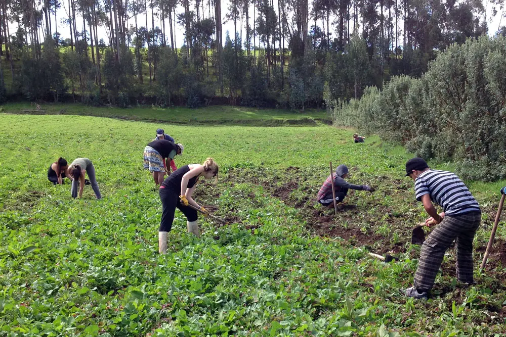 Teen participants working alongside local communities during a traditional minga in Ecuador