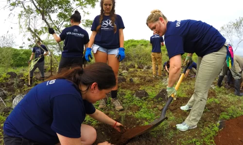 volunteer-restoring-the-galapagos-habitat-1
